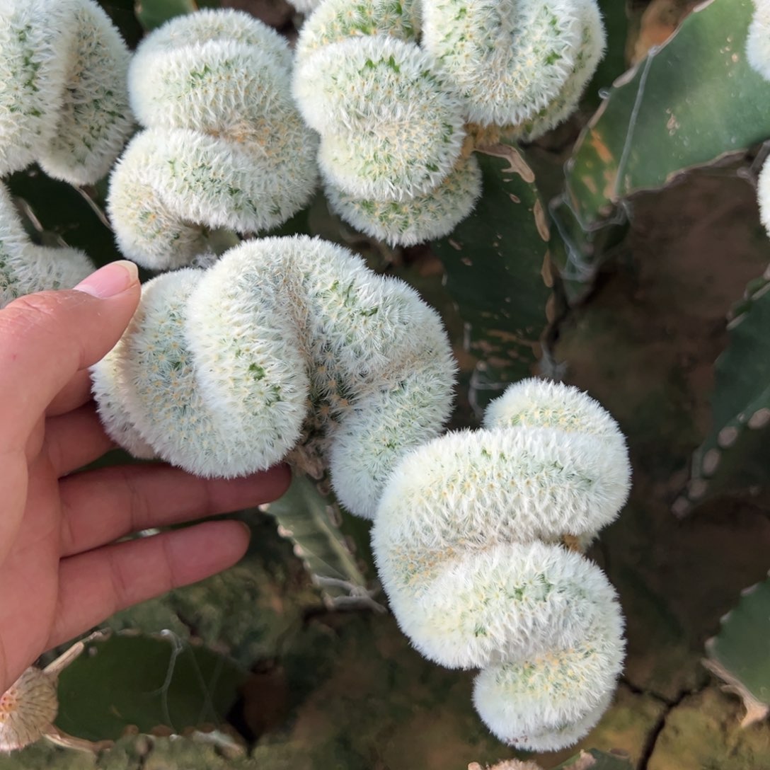 一个嘉文玩缀化仙人球