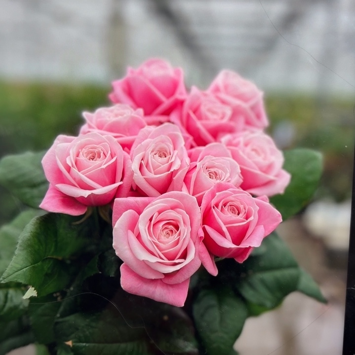 无花朵康复秒杀二棵