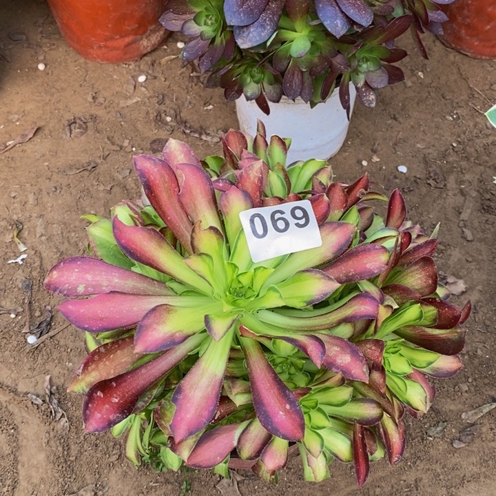 069韶华手捧新桩