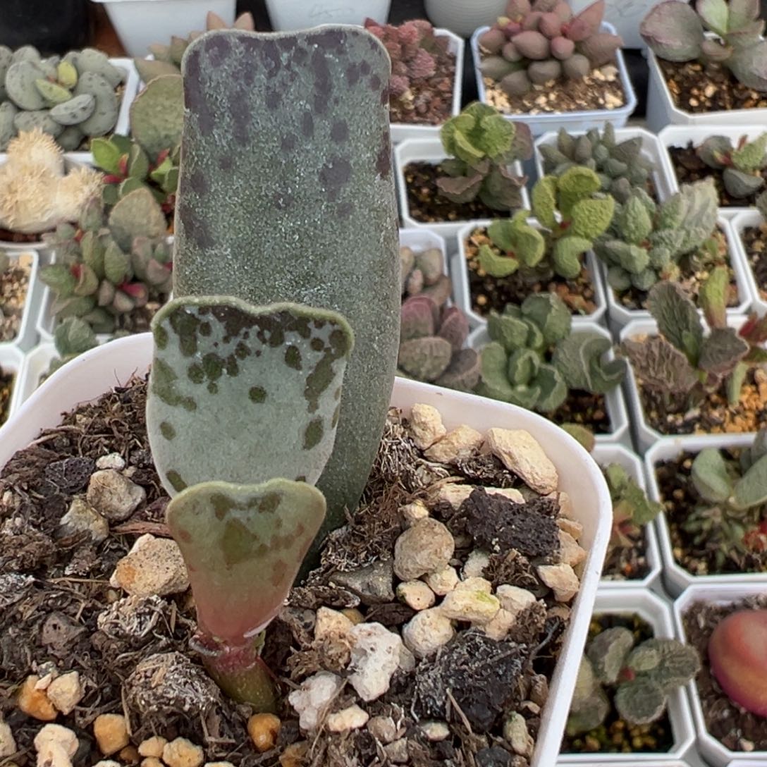 巴***鱼猫耳海豹大苗多肉植物水泡