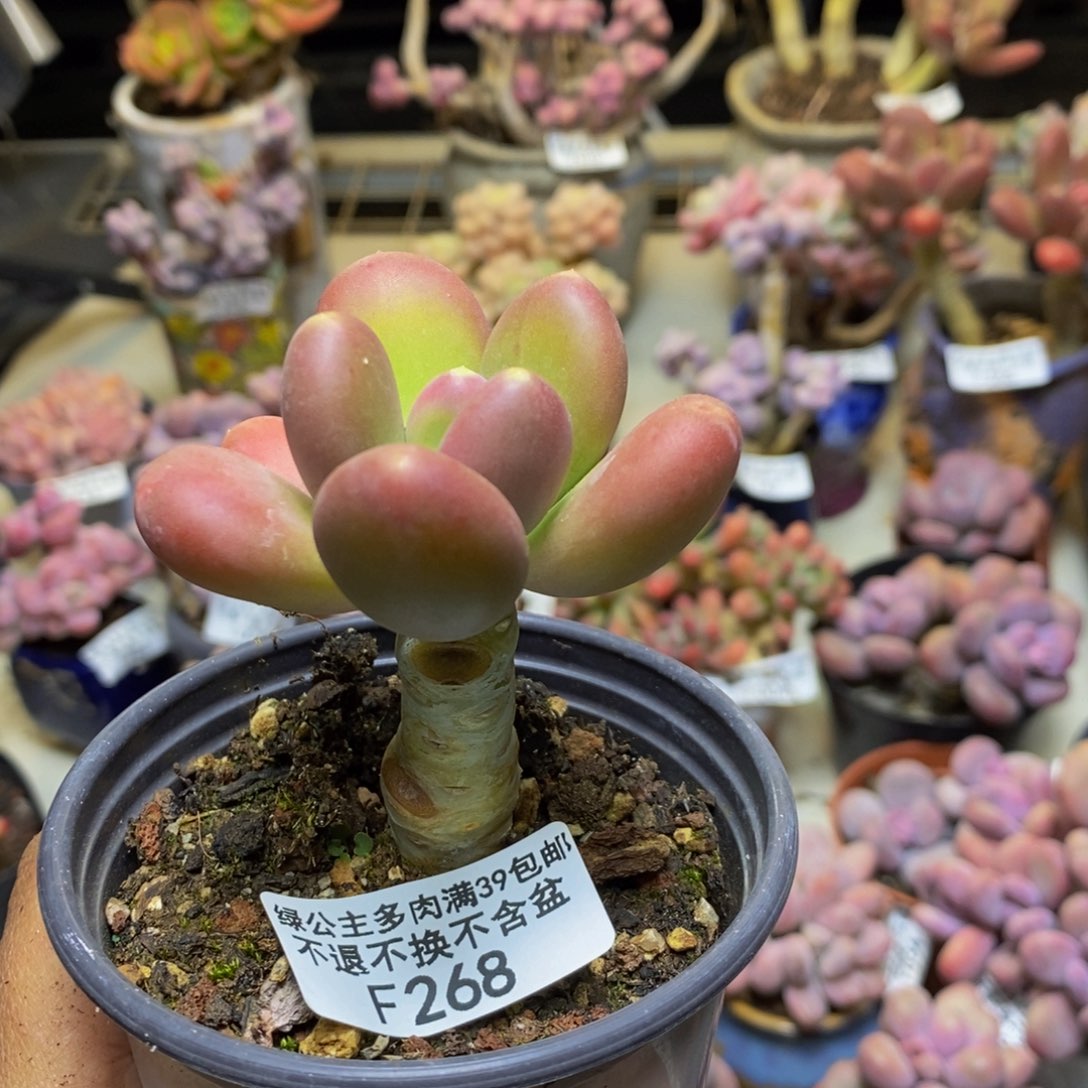 268金蟾多肉肉5c m