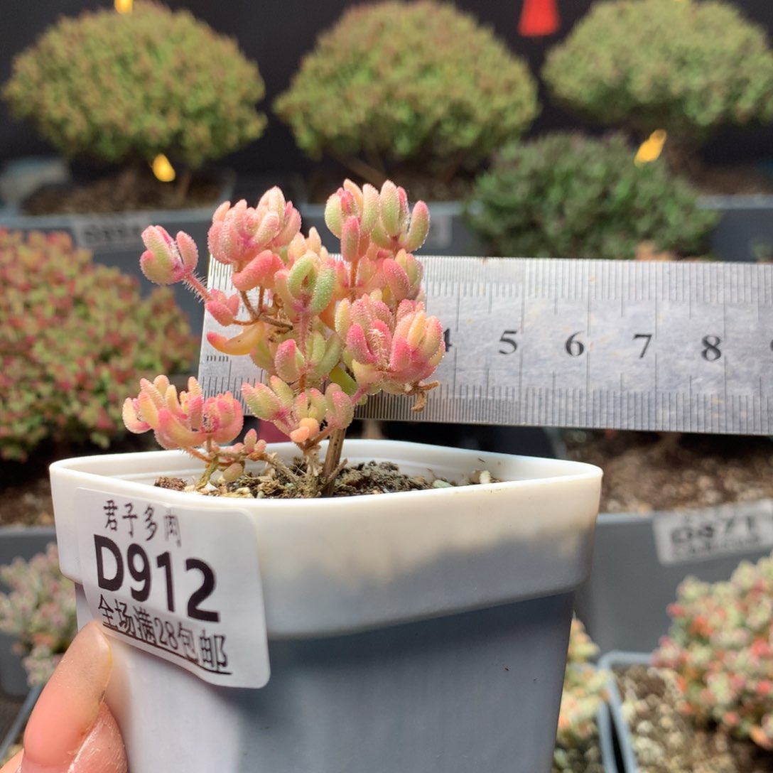 912红宝石锦。         