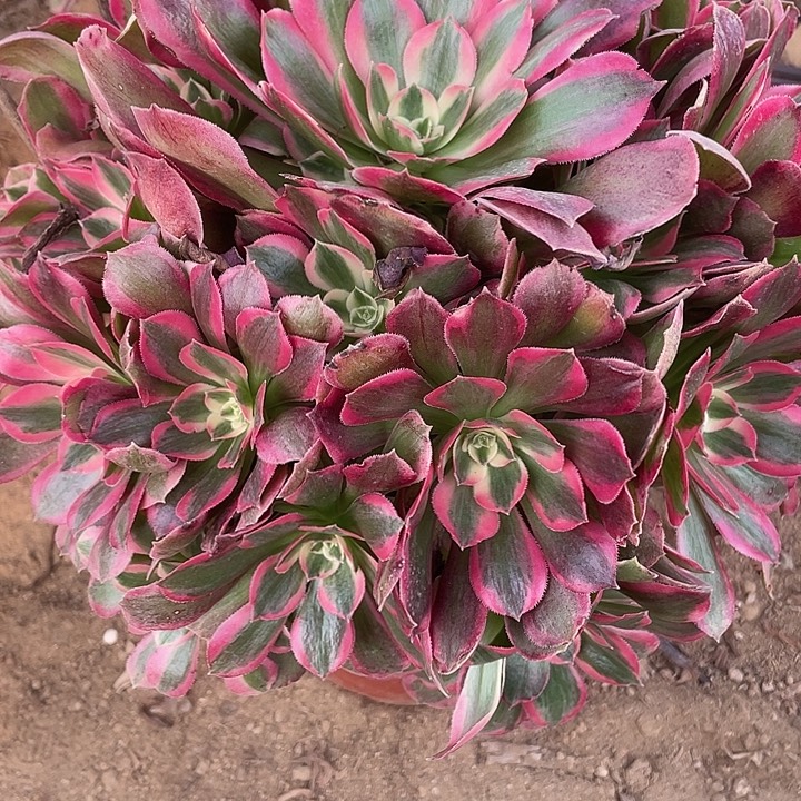 无花朵877皇后多肉植物