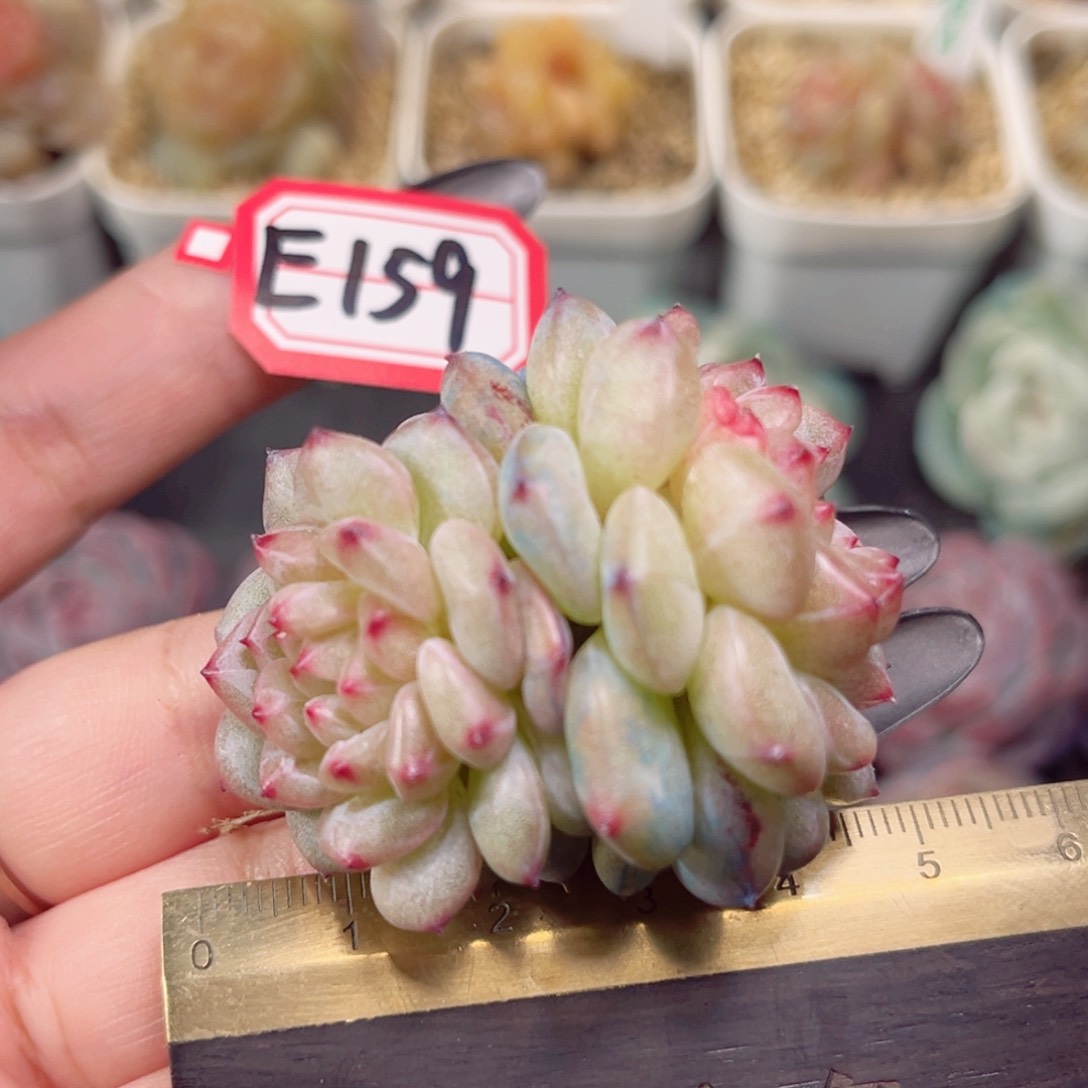 E159 一物一拍 兰若