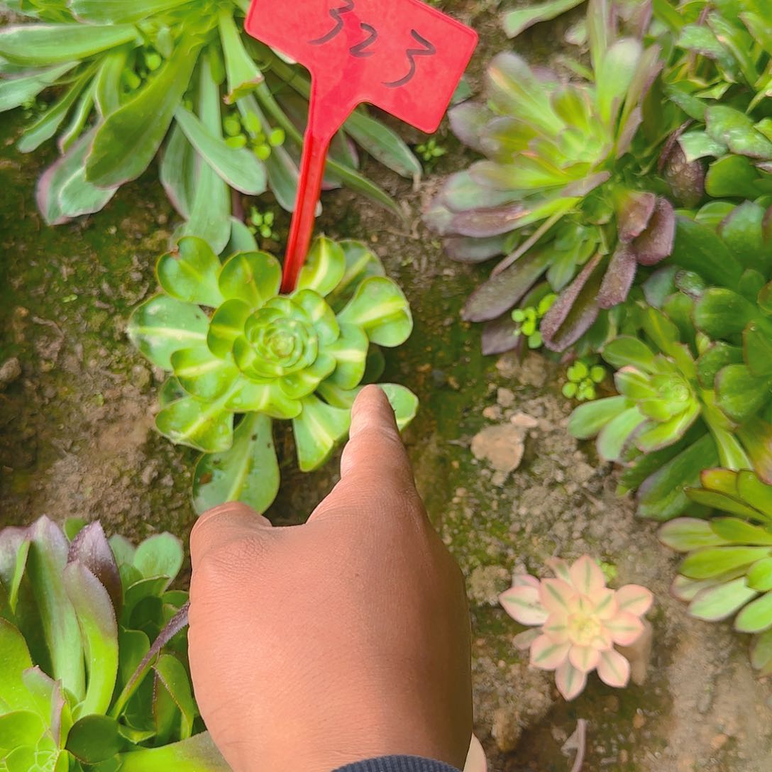 323爆款哦哦哦哦