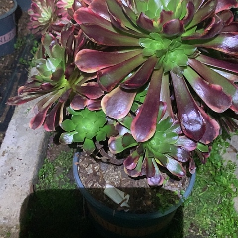 聿*4023欧嘉莉多肉