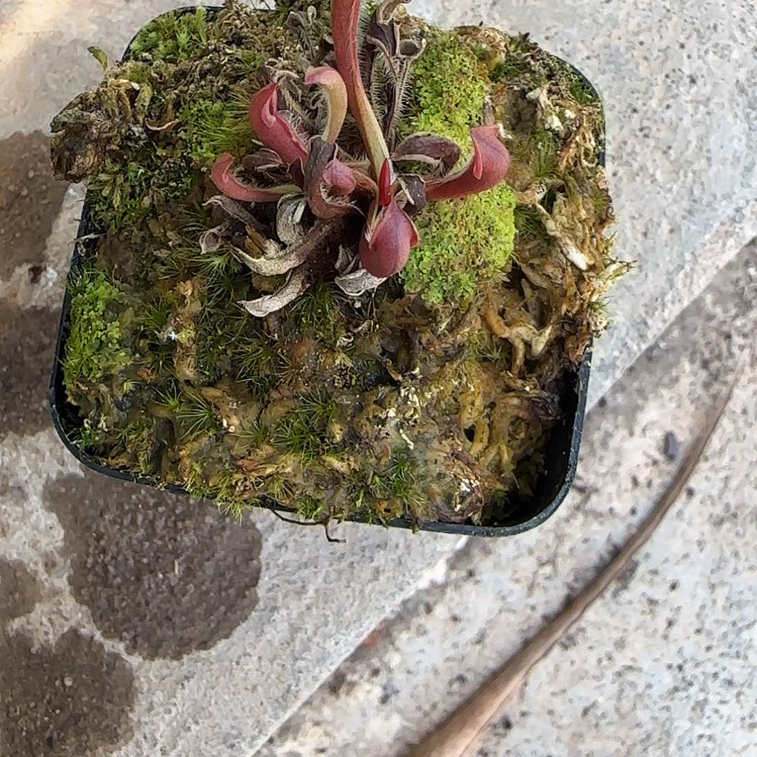 无花朵小太阳瓶子