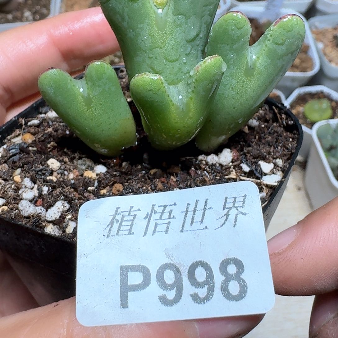 998盒多肉植物哇f g h h
