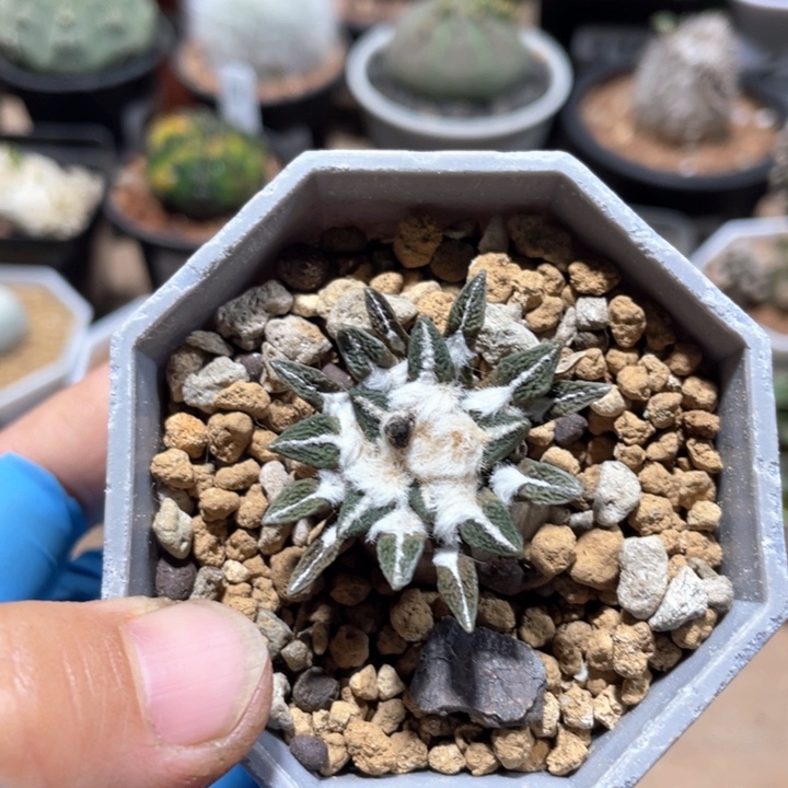 366实生黑牡丹仙人球