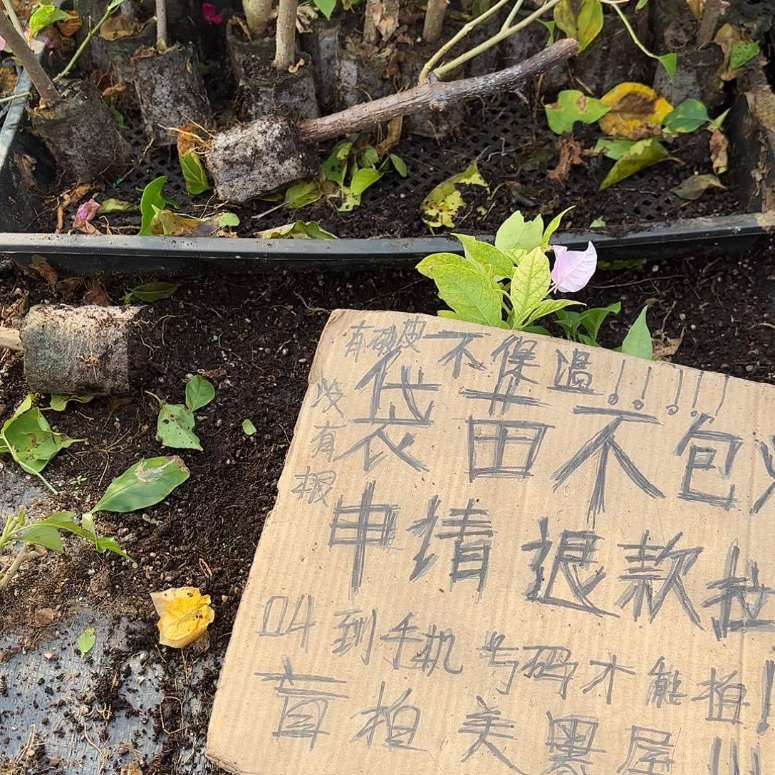 当前无花栽培后可以开花袋苗盲盒三颗8不包活