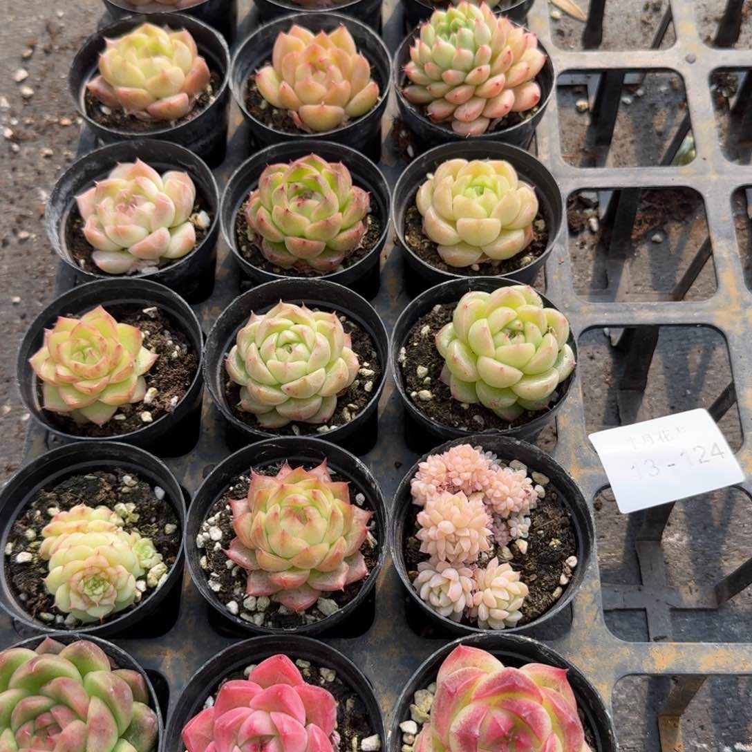 多肉杂交一物一拍13-124