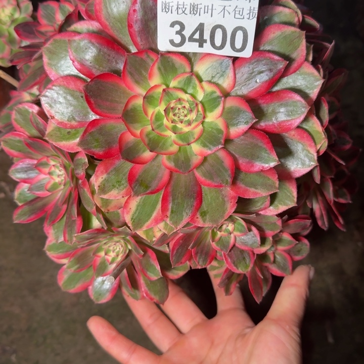 3400云和多肉植物