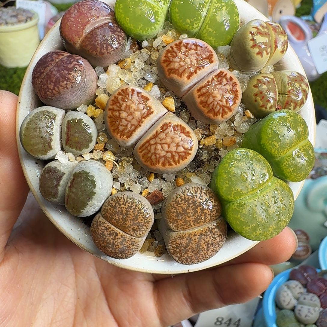 多肉植物福利冲884