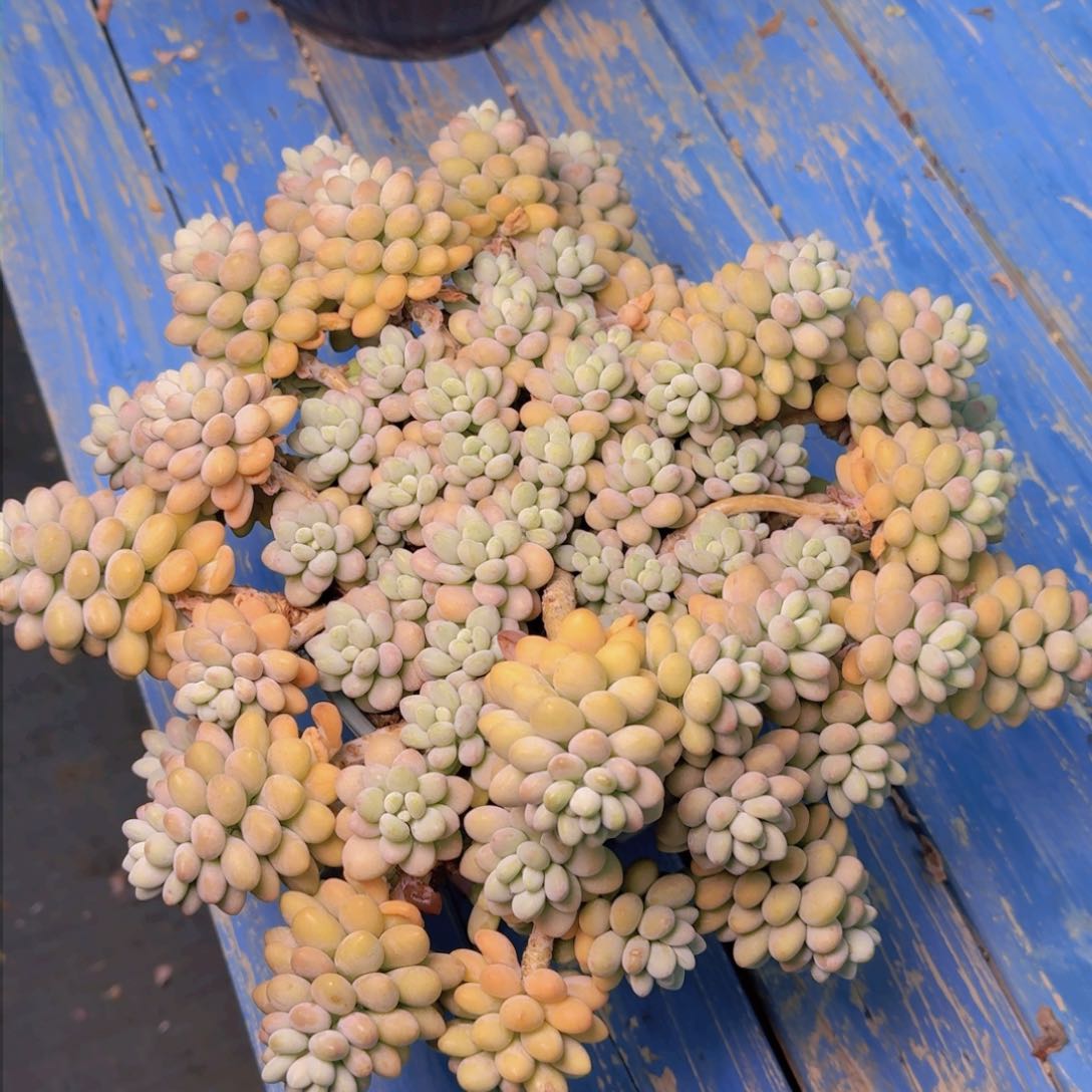 唔**哈哈哈哈达芙妮凡艺多肉