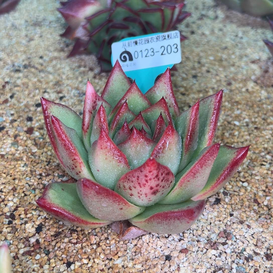 从前慢多肉精选编号0123.203