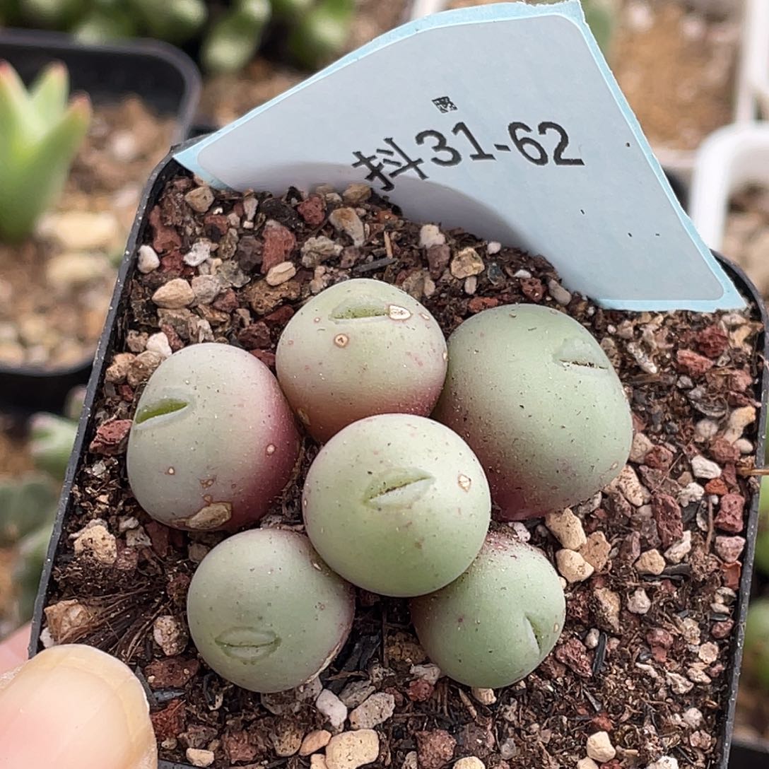 沛***沛31-62肉锥多肉植物