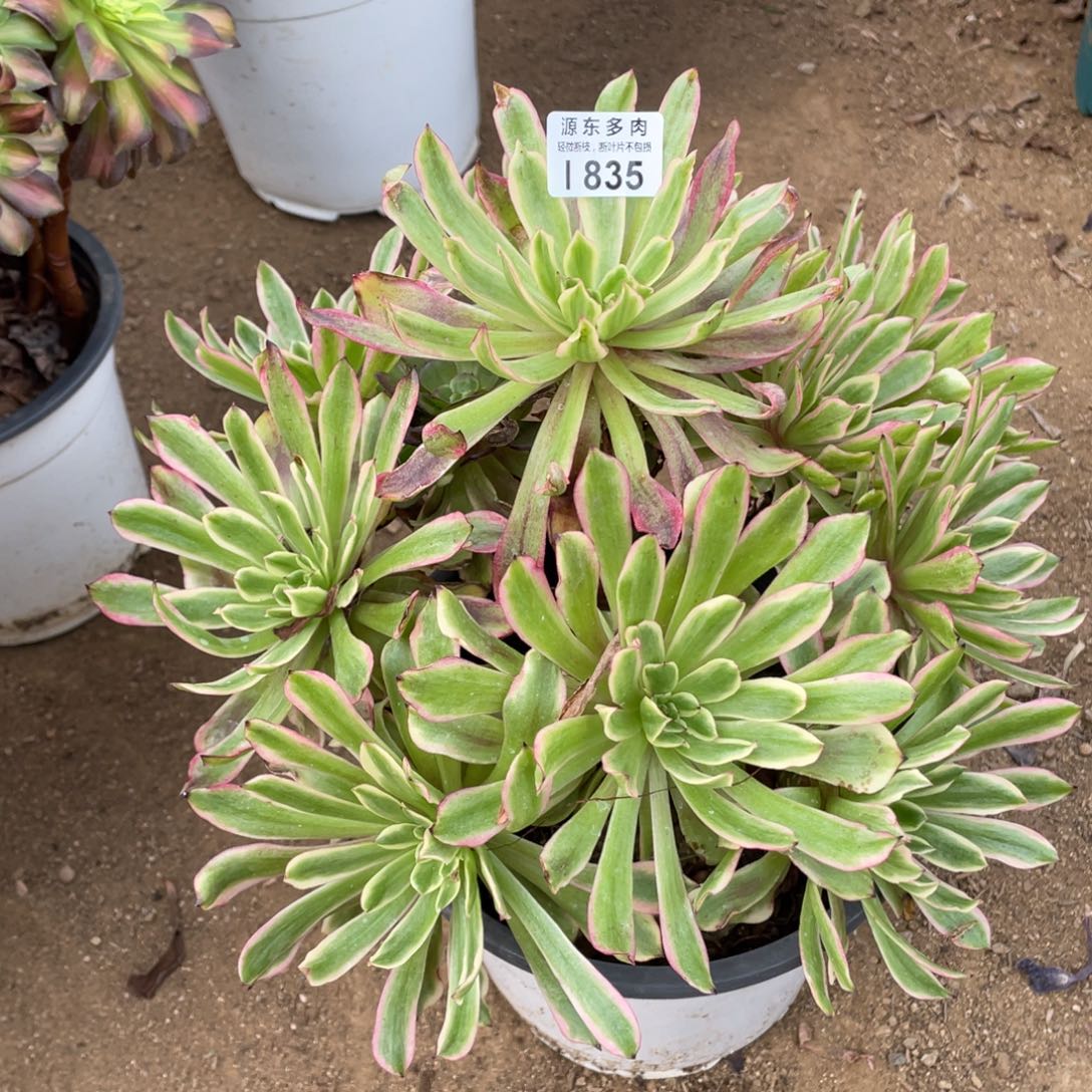 835法拉利多肉法师断枝不包