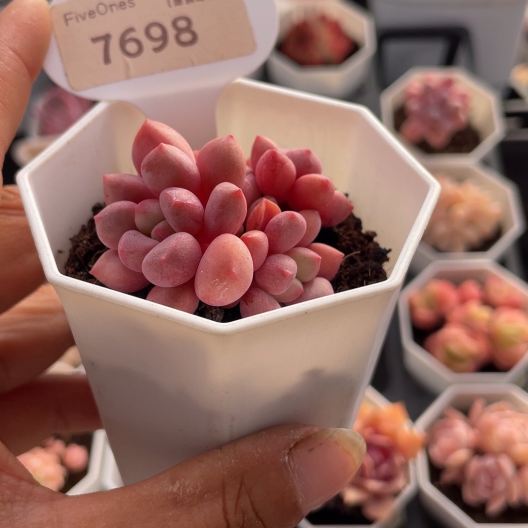 熊猫眼7698-4.5厘米