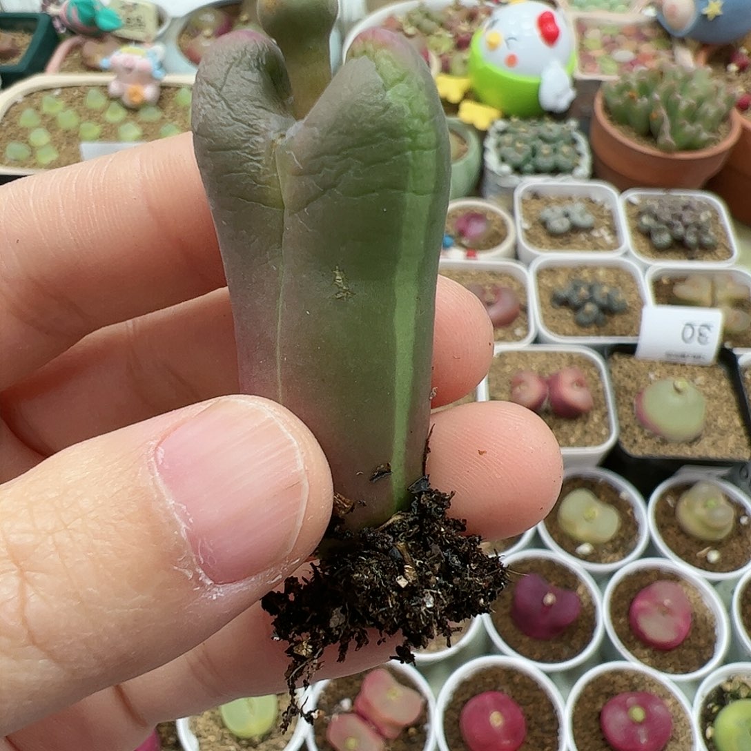 【闪购商品】77 福利锦