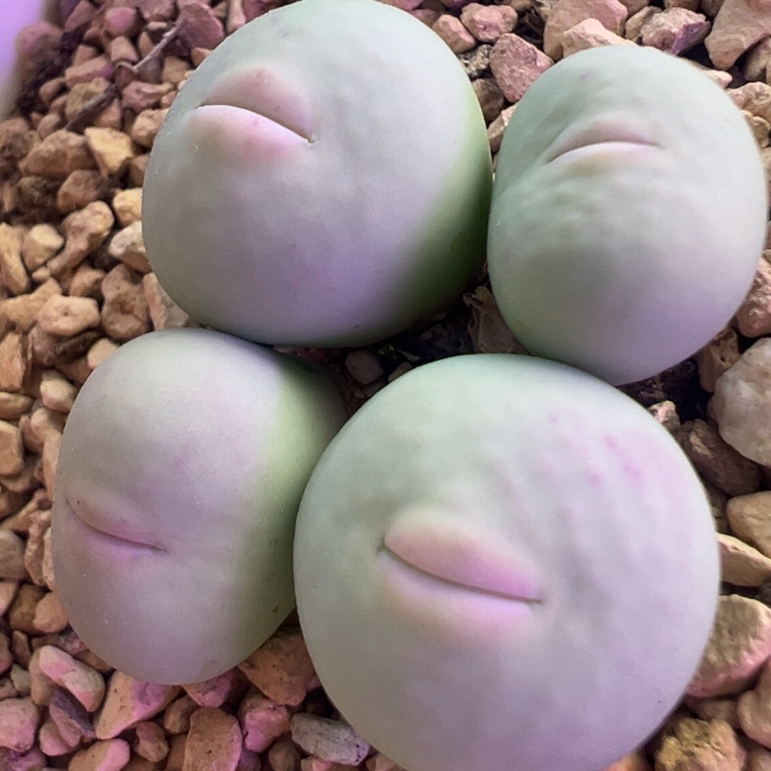 1545V嘴 肉锥植物