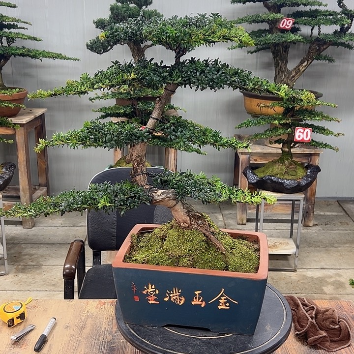 无花朵红芽珍珠罗汉松