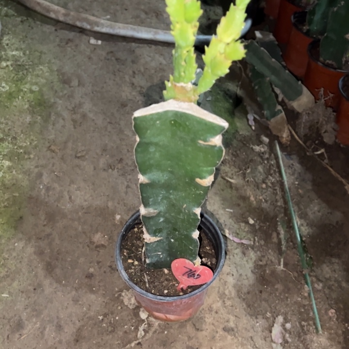 @***！当前无花栽培后可以开花白羽毛740