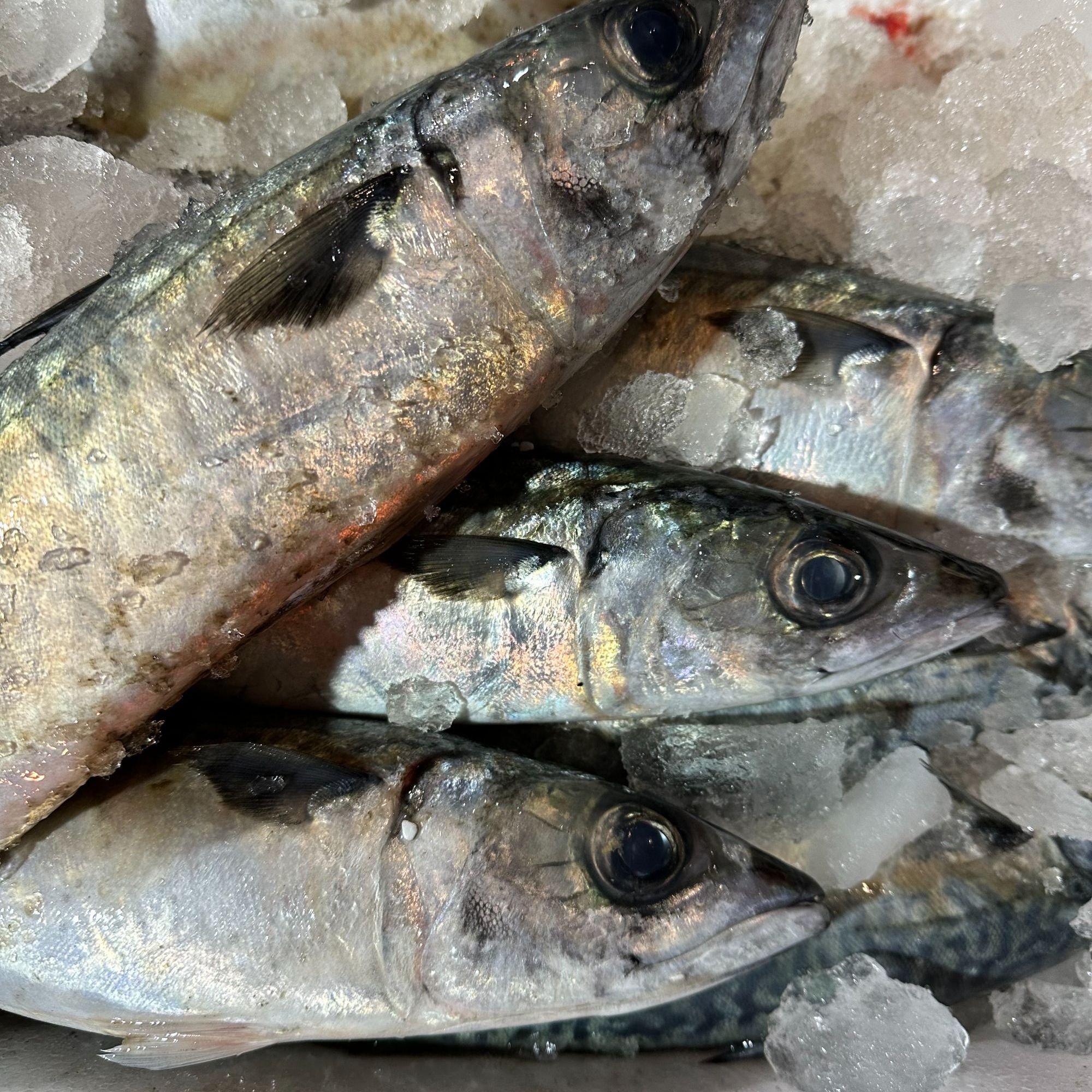 舟山野生青占鱼 整条