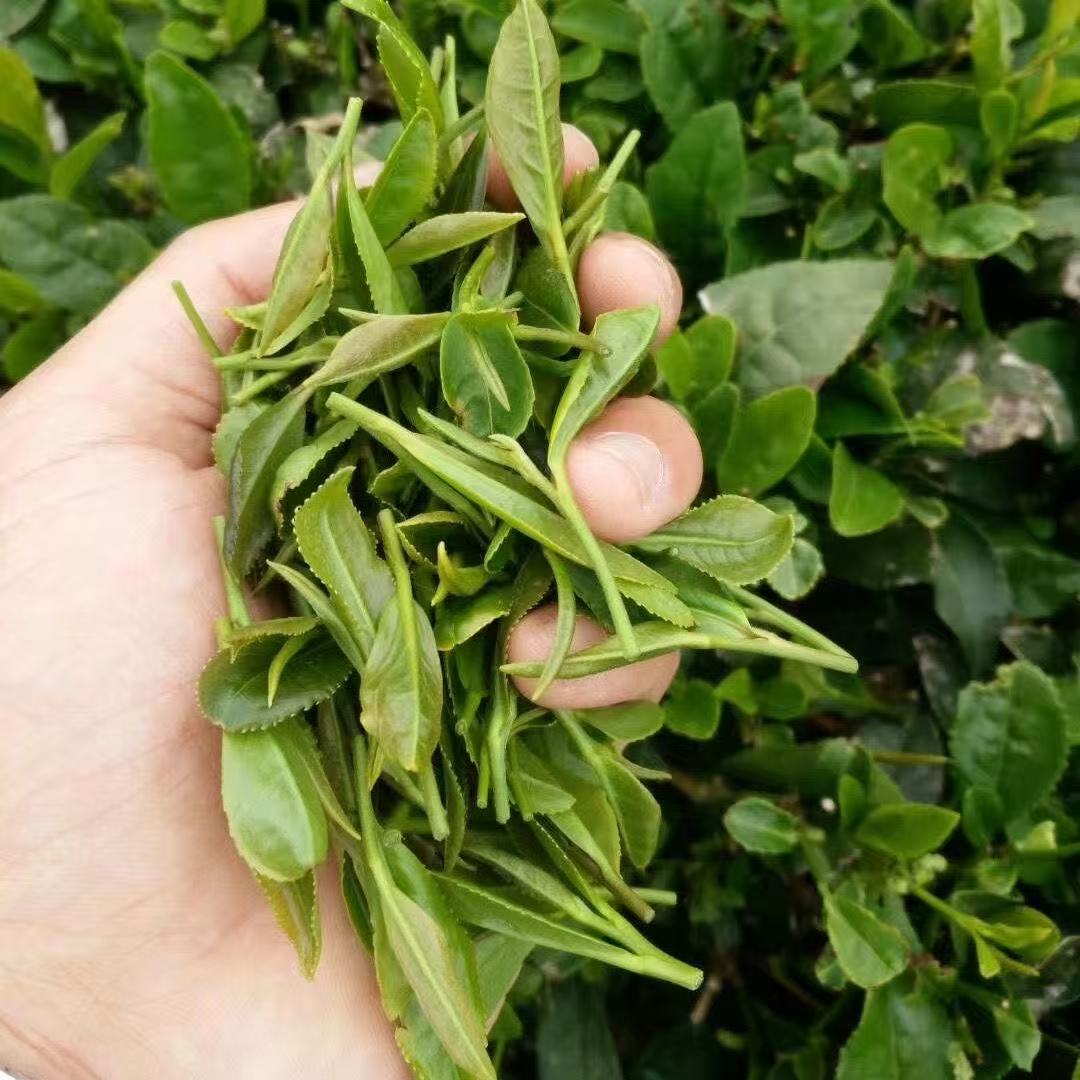 新茶上市浓香型板栗香口感醇厚滋味浓郁的绿茶