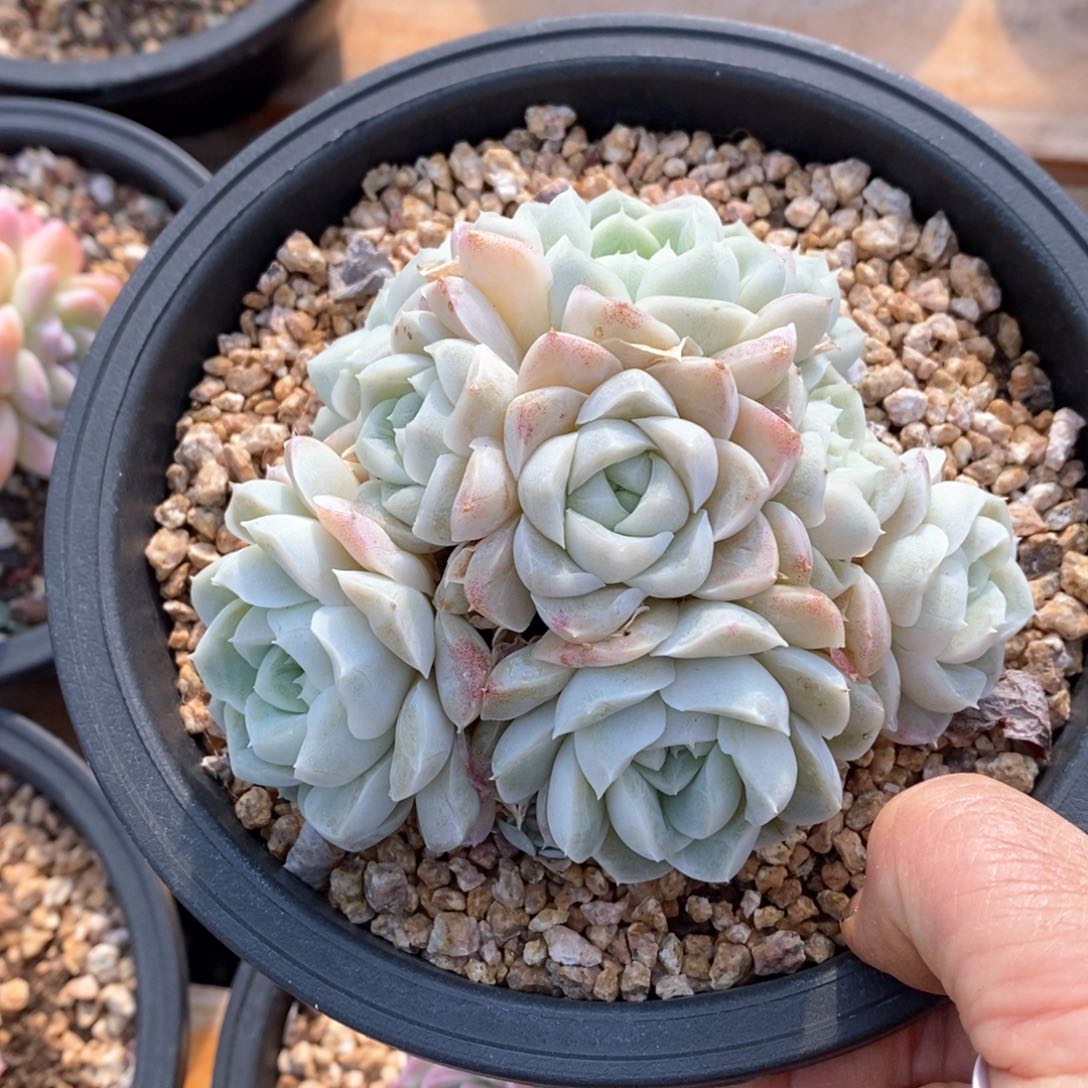 精品多肉一物一拍不包整72