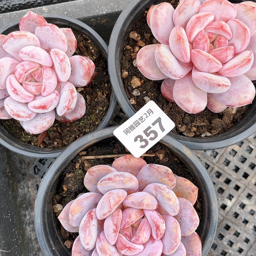 阿雅园艺。             357