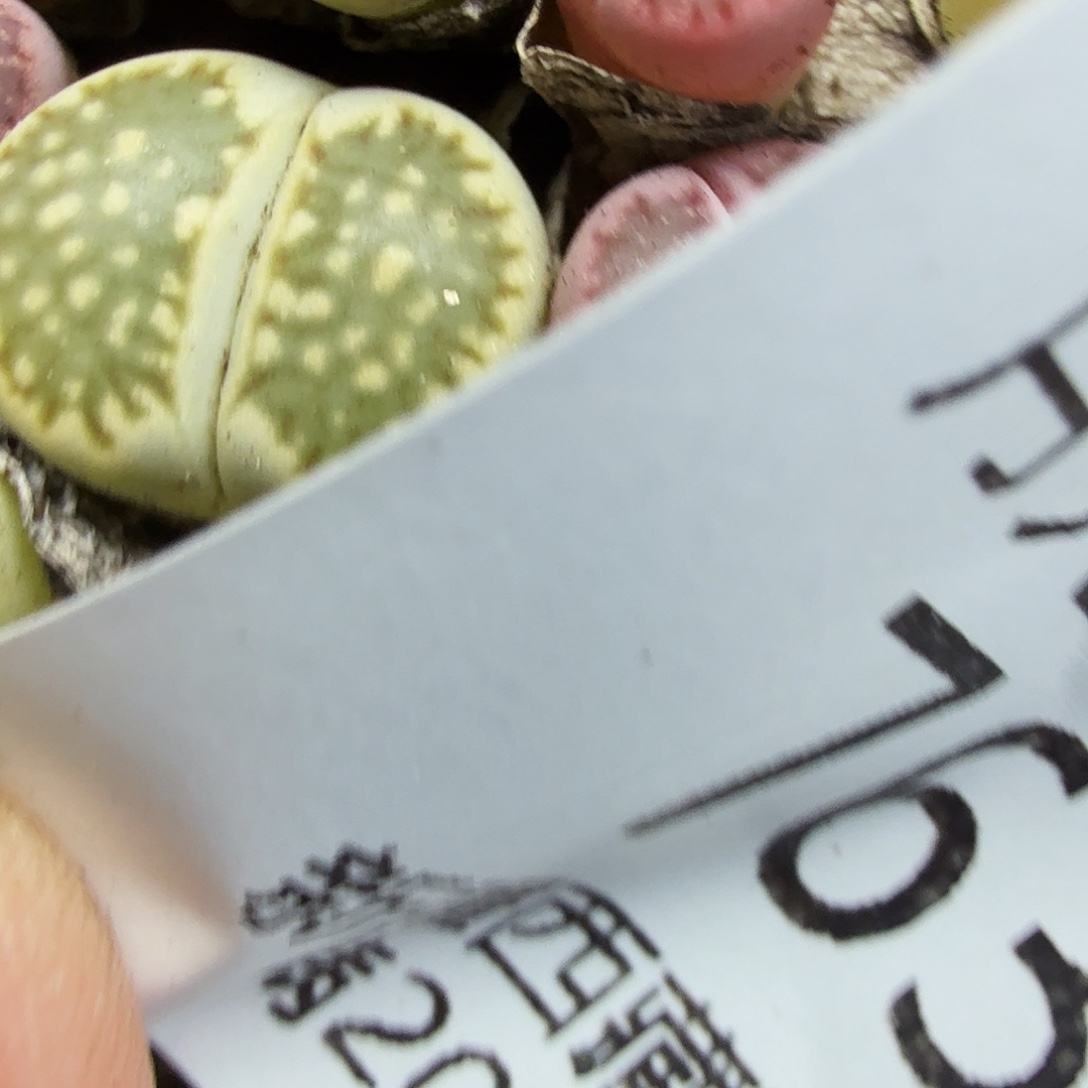 好喜欢看肖蘸唱歌跳舞763我