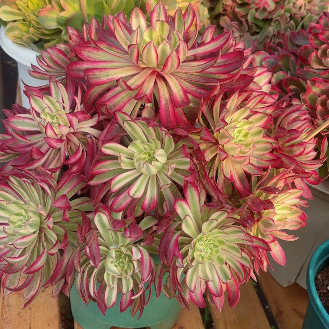 我在外面吃饭888