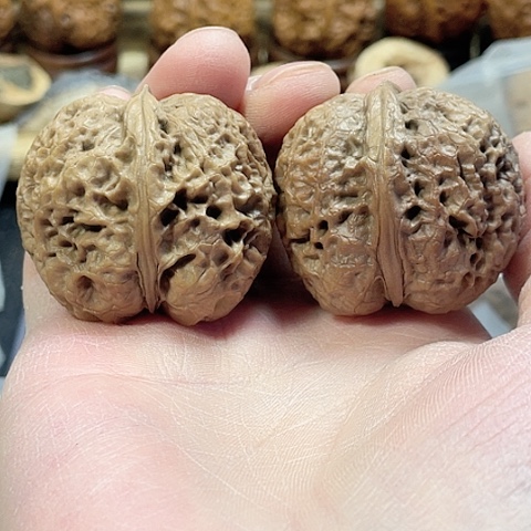 文玩核桃把件西域狮王带彩磕尖41