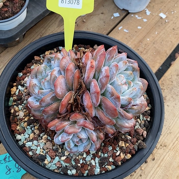 ?****?三头橙梦露813078福利