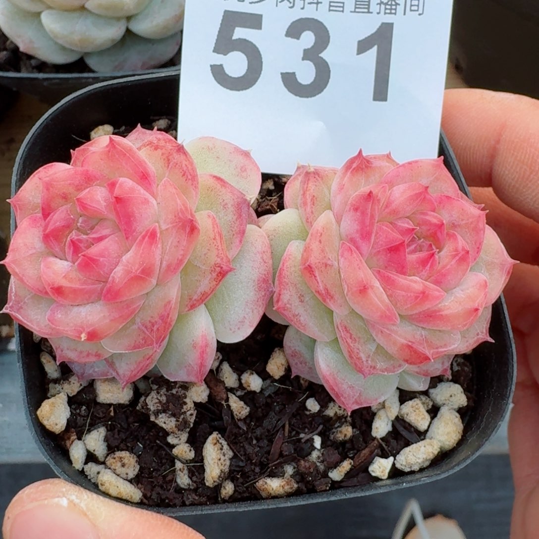 奶糖         精品多肉