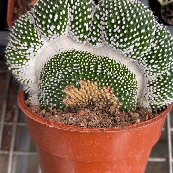 伯克利和格蕾纳等著名音乐