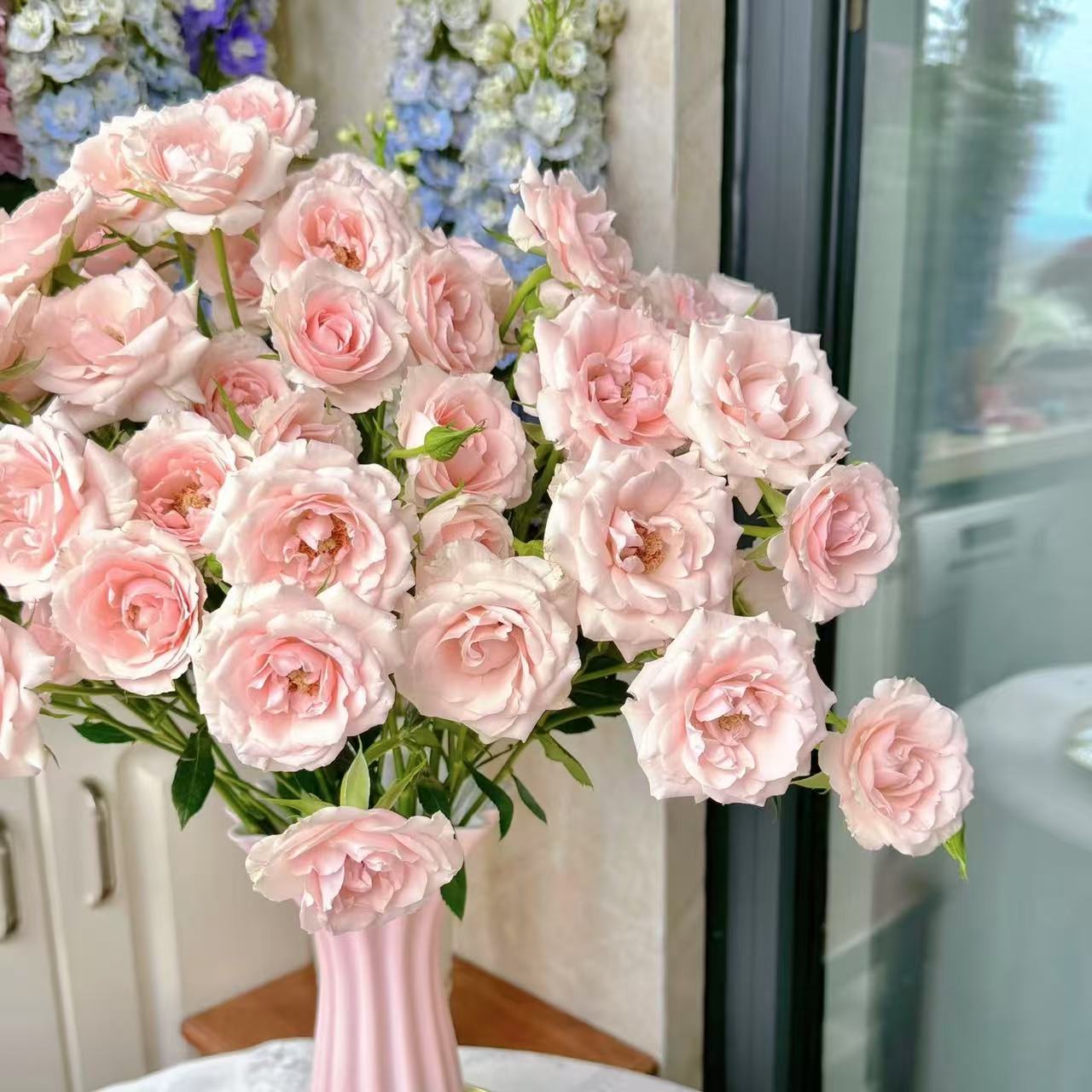 【思芹花卉|粉马祖利卡多头玫瑰】A级玫瑰，云南基地直发顺丰冷链