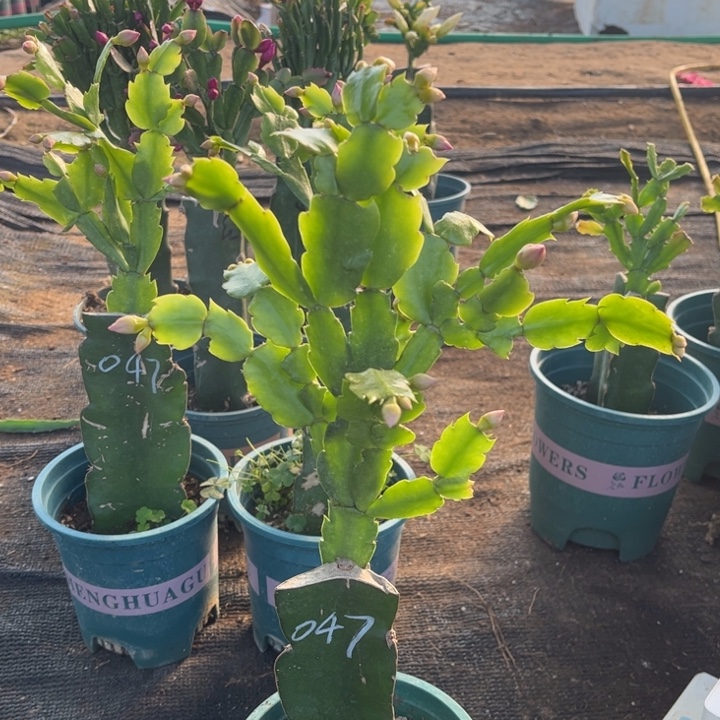 秋***荷54号047火烈鸟之星00000000000