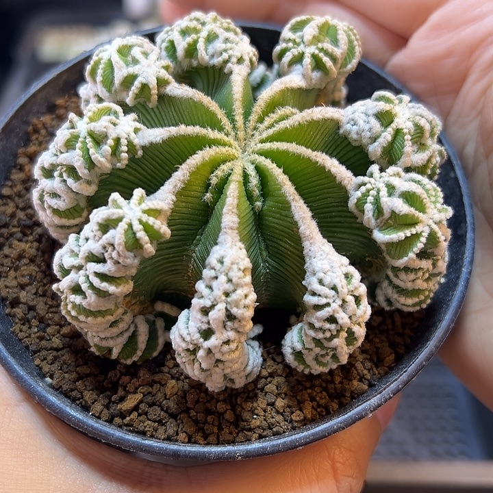 辛盾花笼带盆7.8公分自根小木心