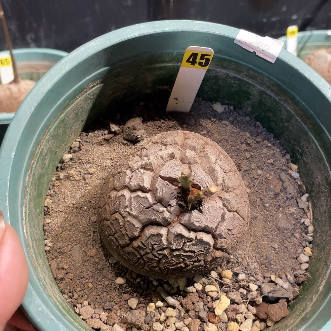 龟甲龙45号不退换