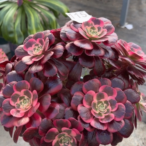 115凤冠30厘米左右