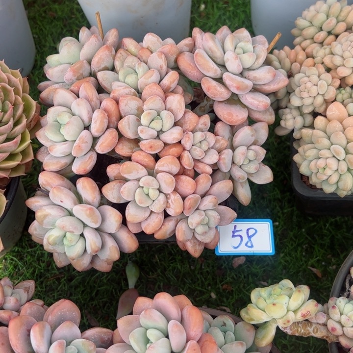 洛神58平平安安健健康康