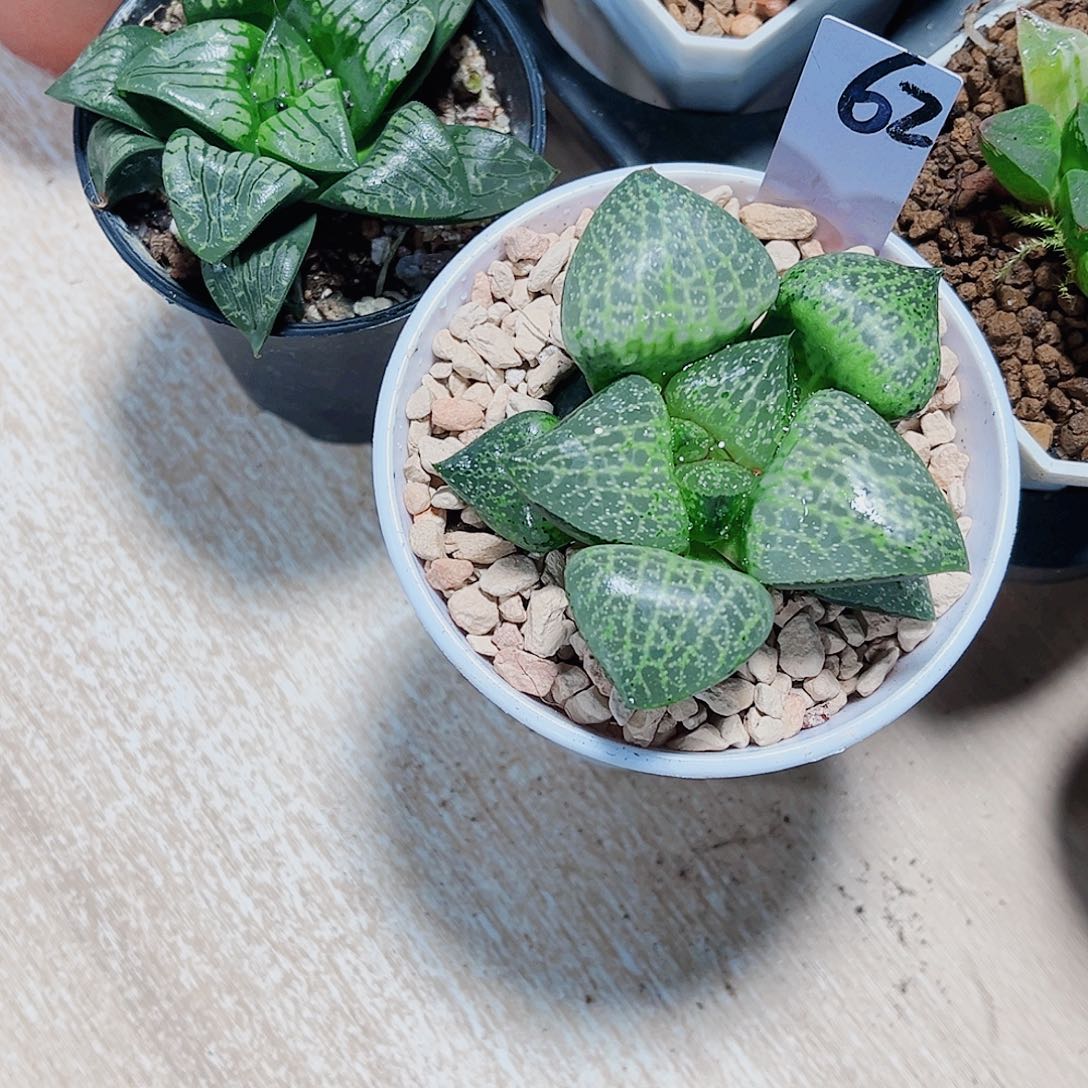 两颗小花花都是精品