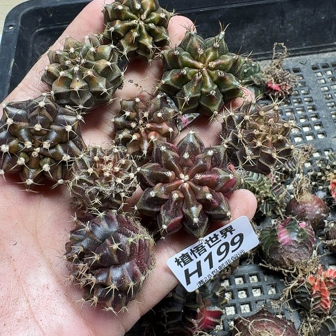 ****️多肉植物的人生gbh