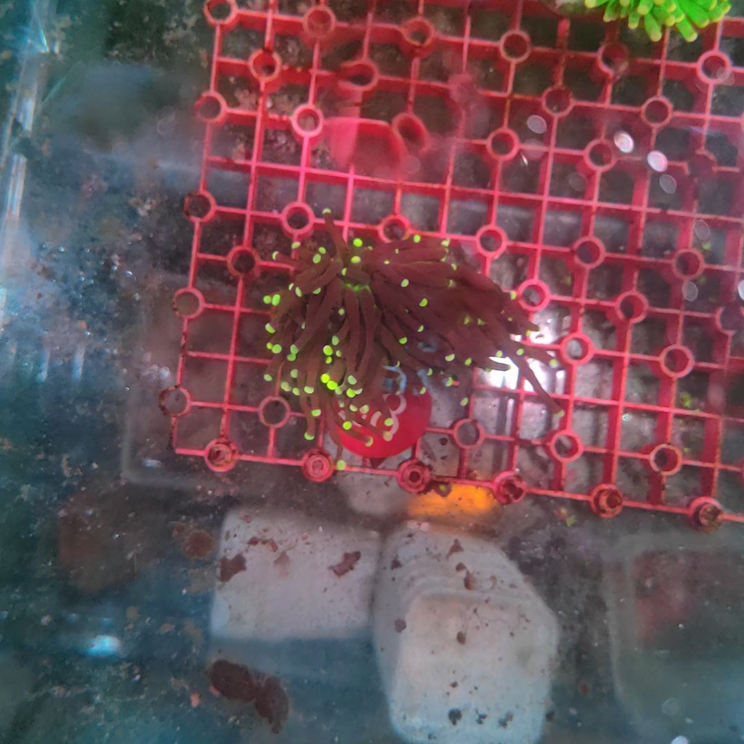 【天涯专属28号】粗头黑火柴单头1