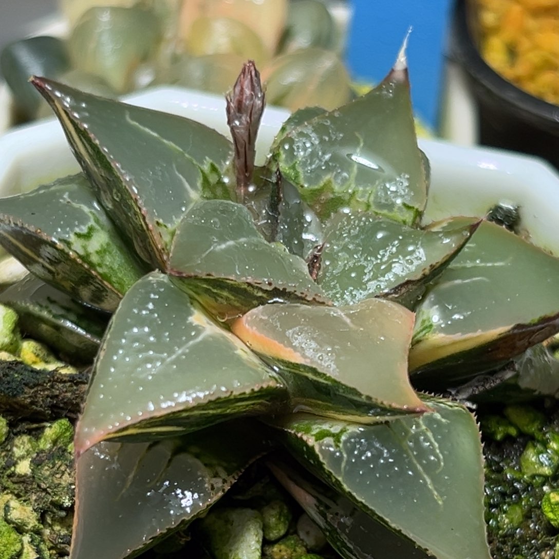 恭喜发财大吉大利0023