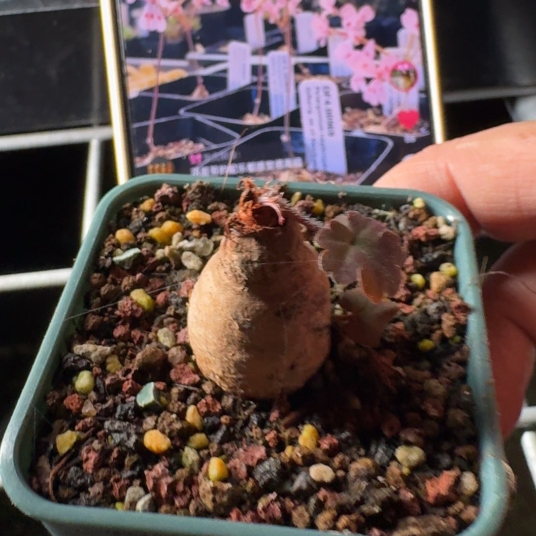 肾叶洋葵一个发货带盆