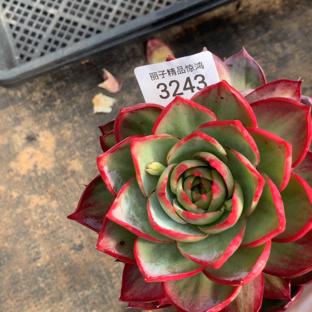 悠***音3243一物一拍13.5厘米