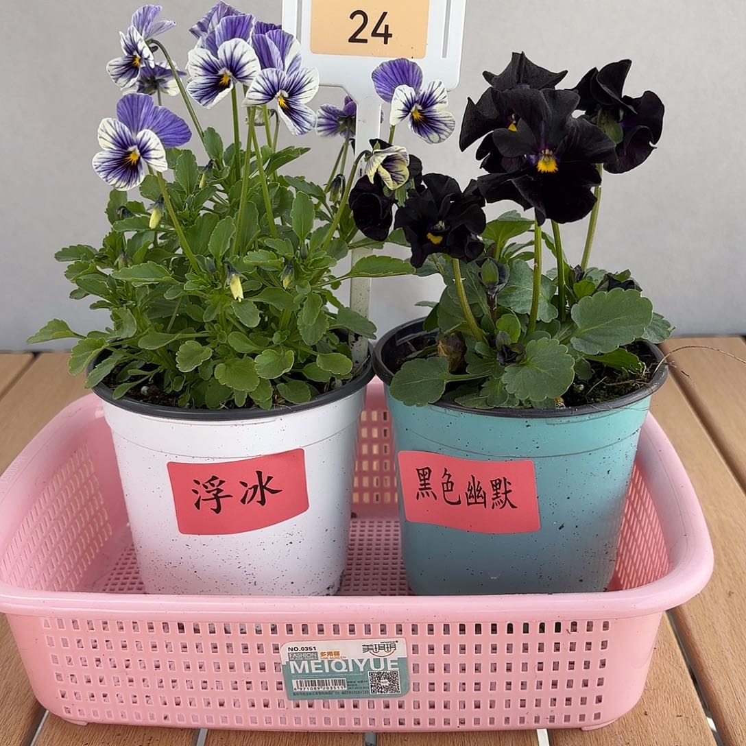 大部分开放少量花苞24