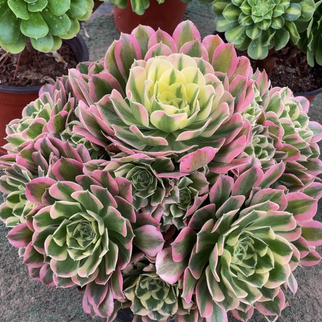 051绿体女巫精品法师多肉